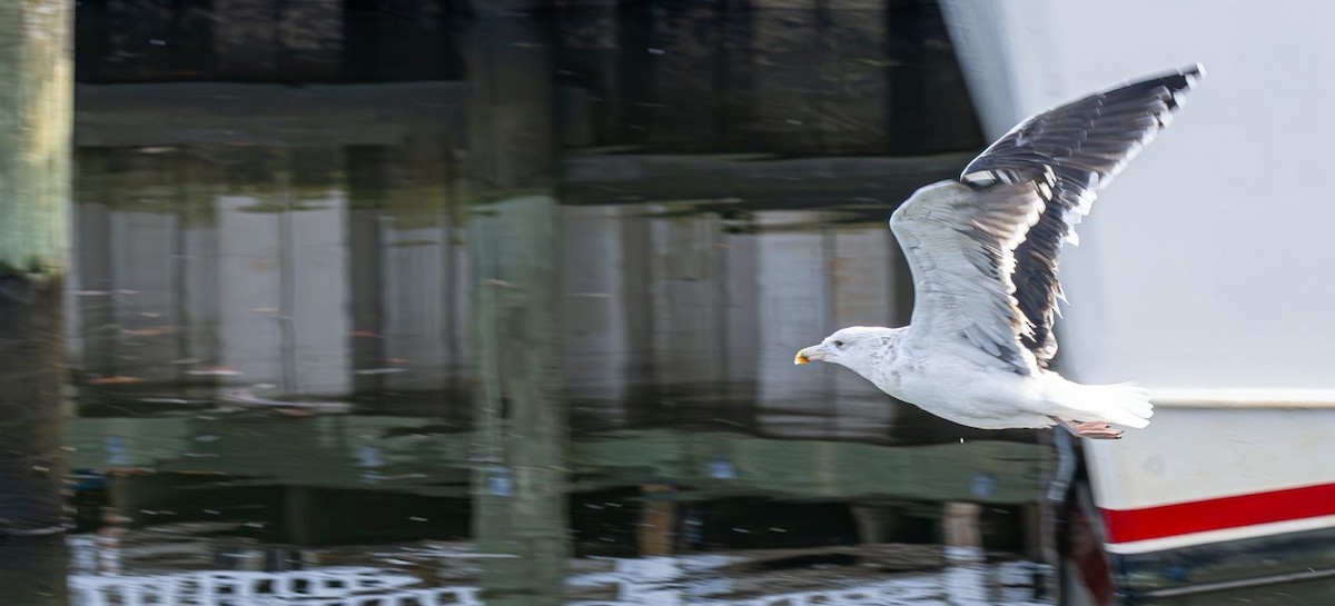Great Black-backed Gull - ML646637756