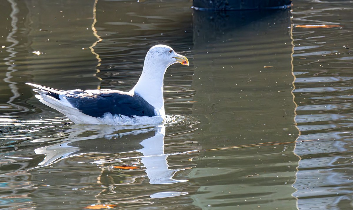 Great Black-backed Gull - ML646637757