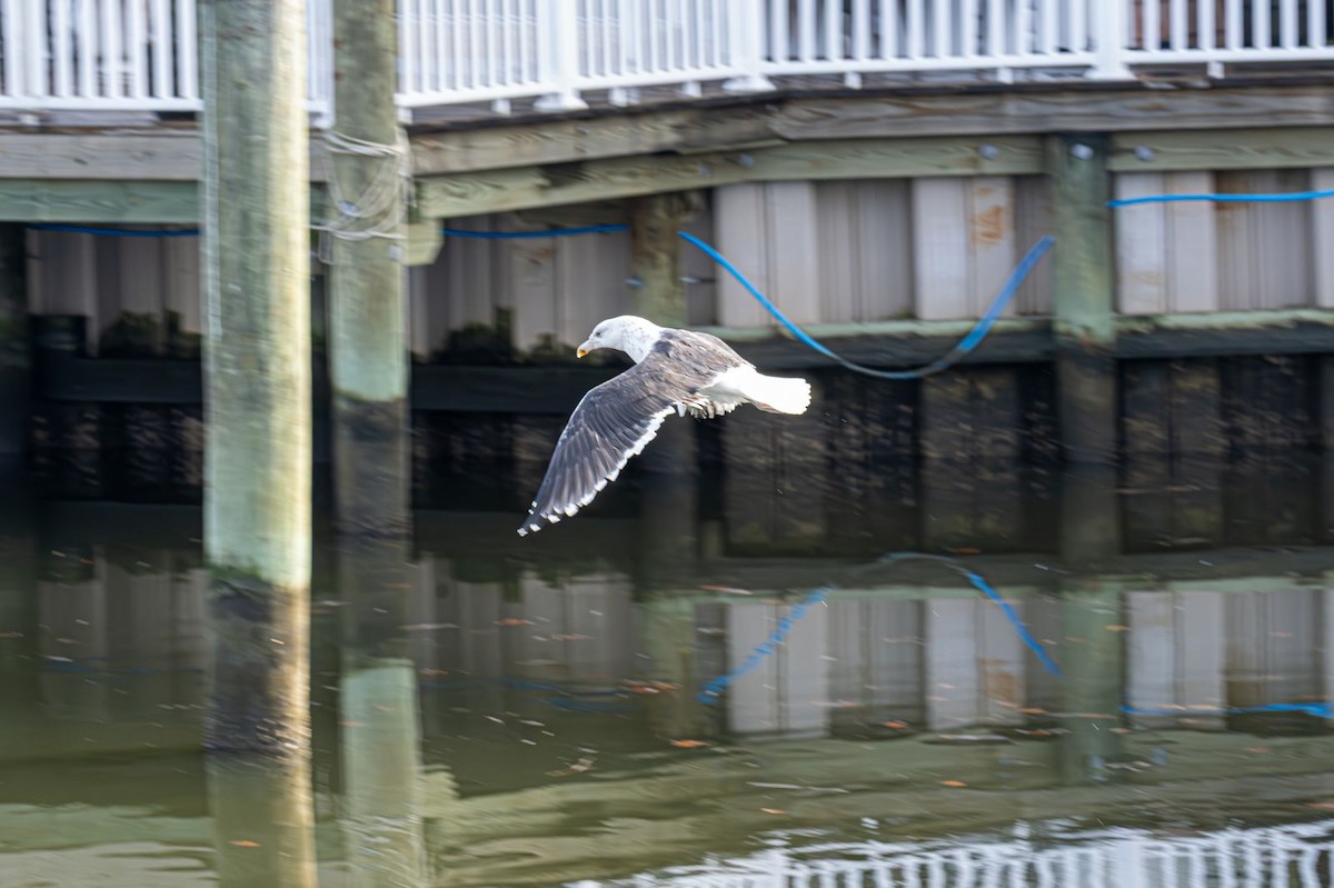 Great Black-backed Gull - ML646637758