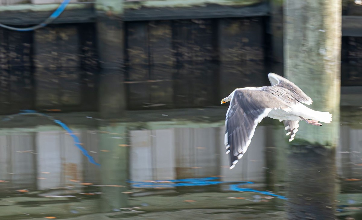 Great Black-backed Gull - ML646637759