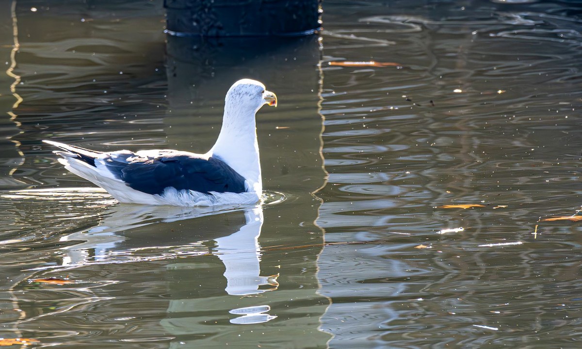 Great Black-backed Gull - ML646637760