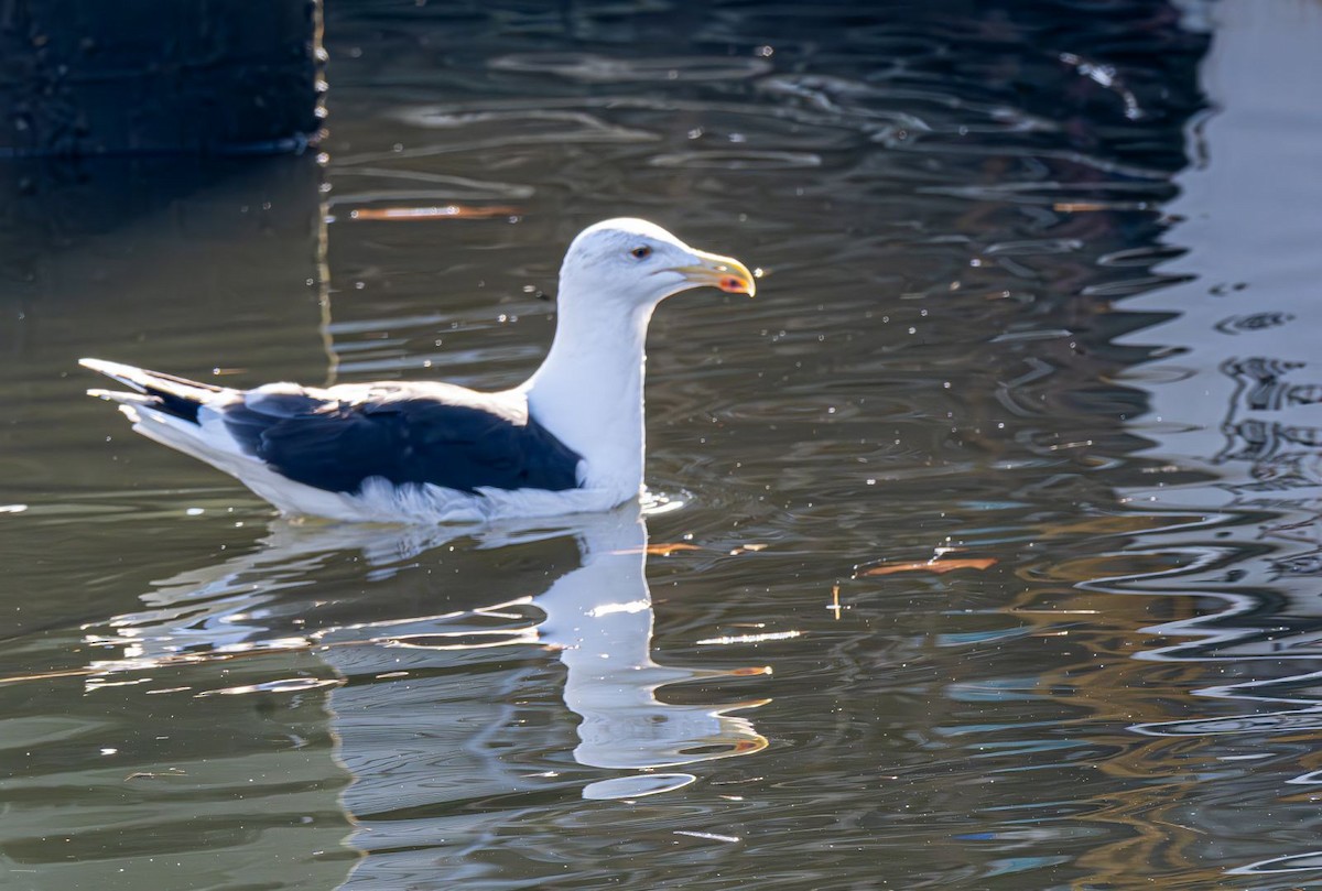 Great Black-backed Gull - ML646637761