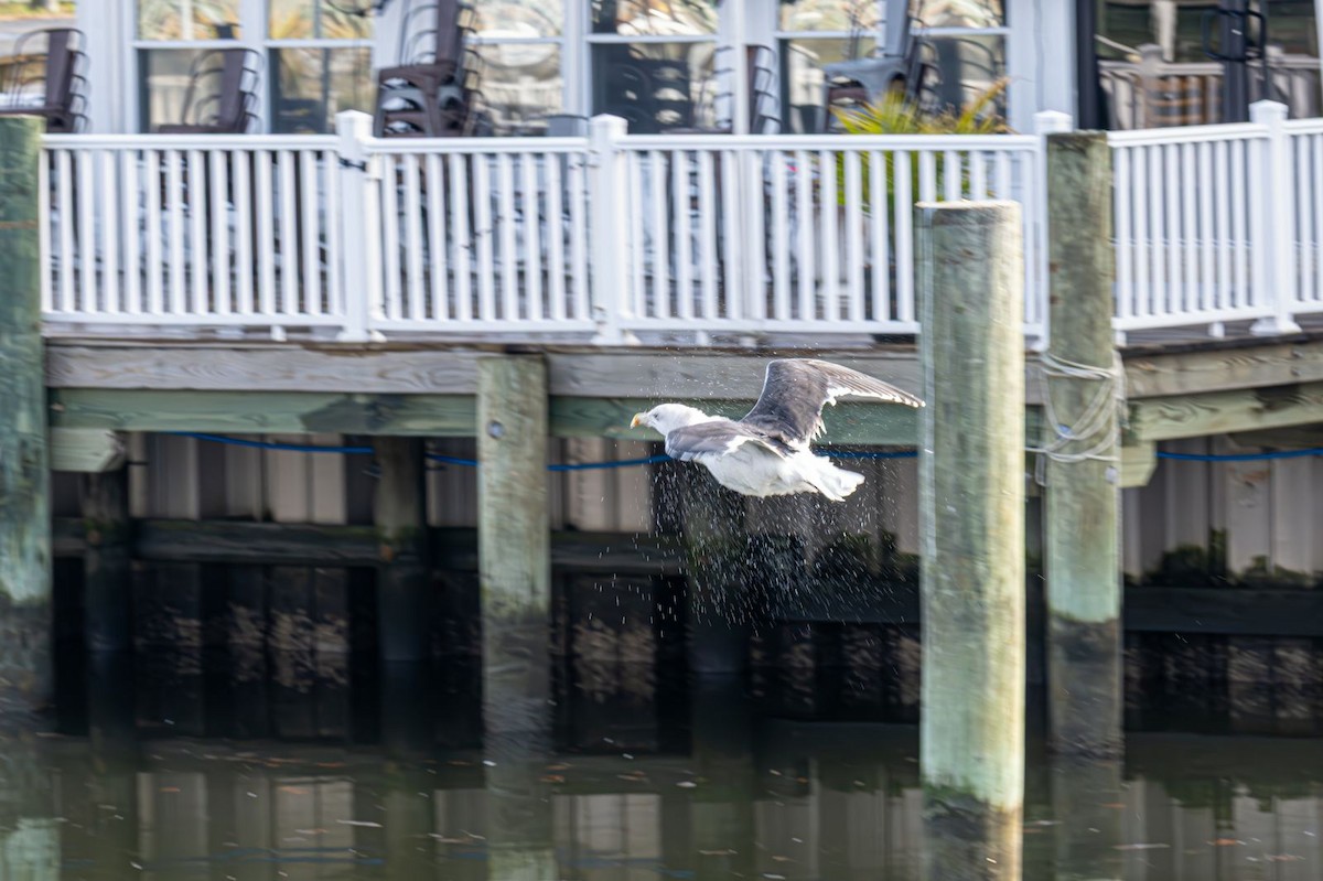 Great Black-backed Gull - ML646637762