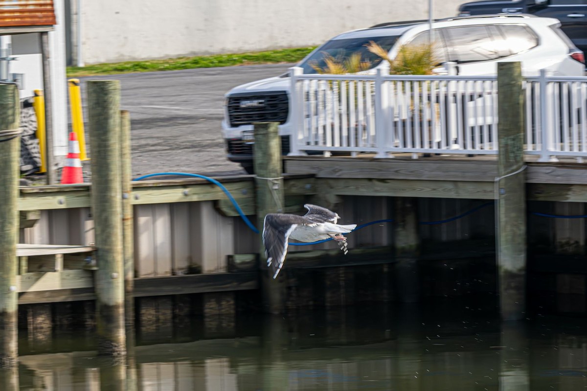 Great Black-backed Gull - ML646637763