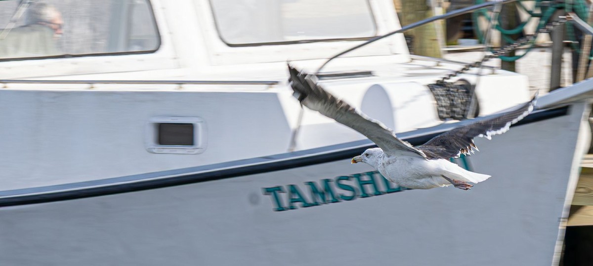 Great Black-backed Gull - ML646637764