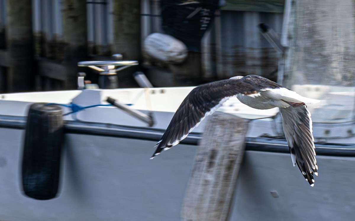 Great Black-backed Gull - ML646637765