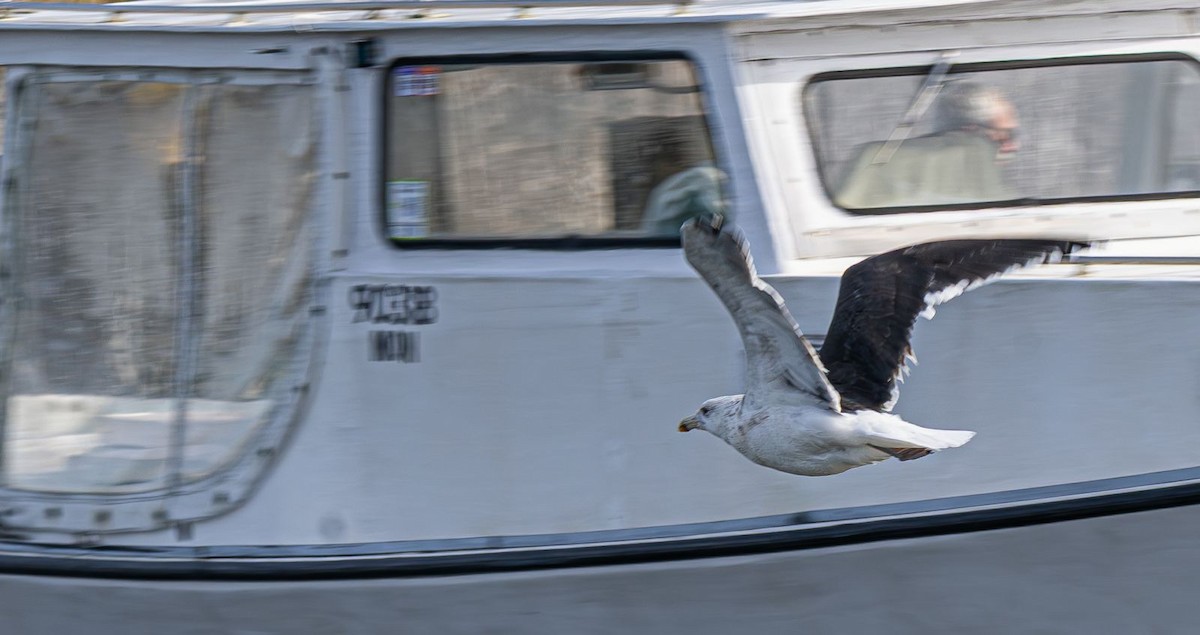 Great Black-backed Gull - ML646637766