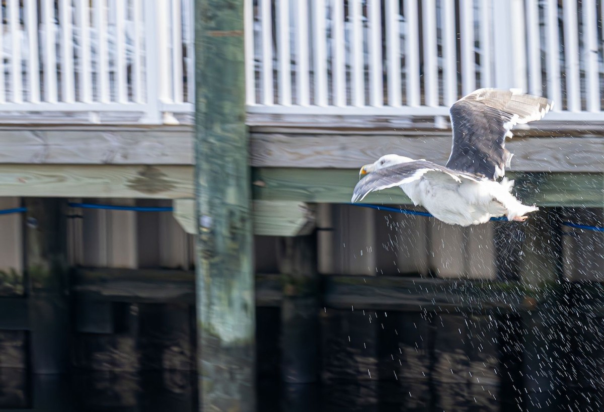 Great Black-backed Gull - ML646637767