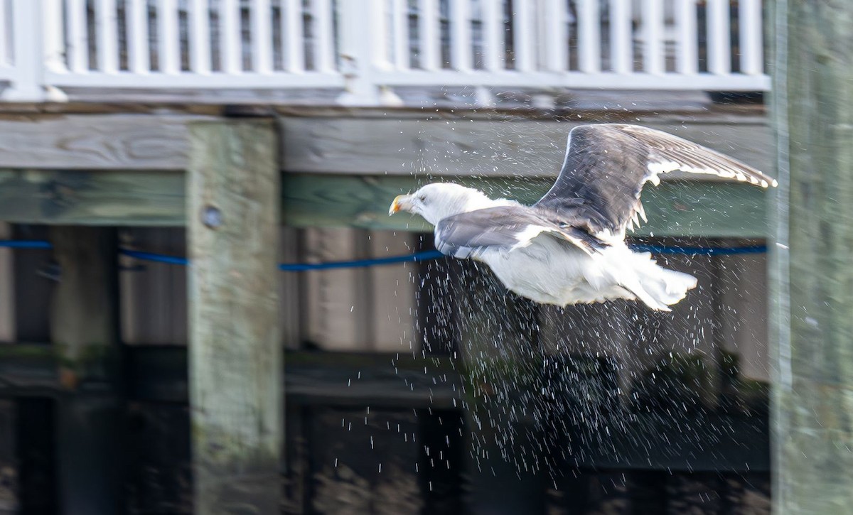 Great Black-backed Gull - ML646637768