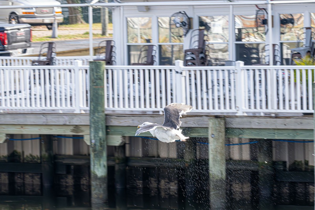 Great Black-backed Gull - ML646637769