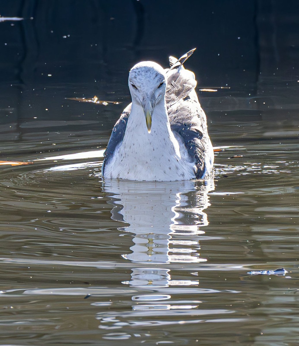 Great Black-backed Gull - ML646637770