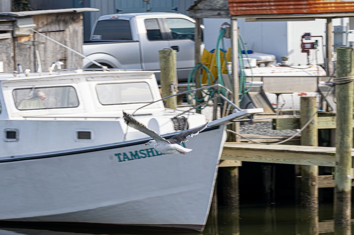 Great Black-backed Gull - ML646637771