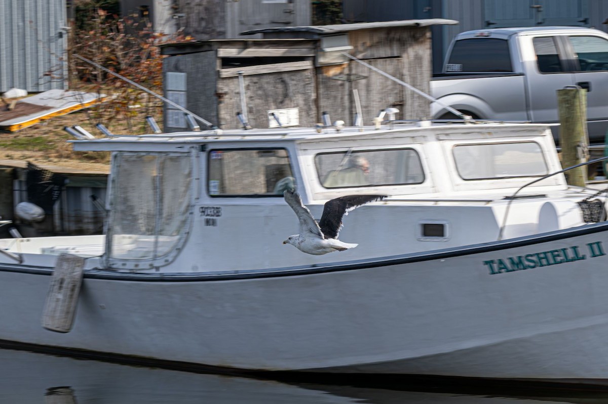 Great Black-backed Gull - ML646637772
