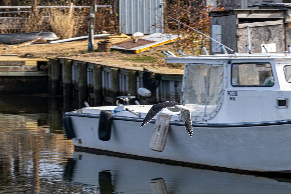Great Black-backed Gull - ML646637773