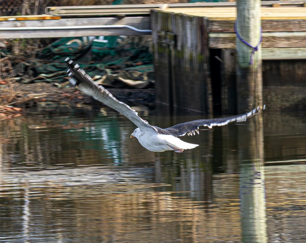 Great Black-backed Gull - ML646637774