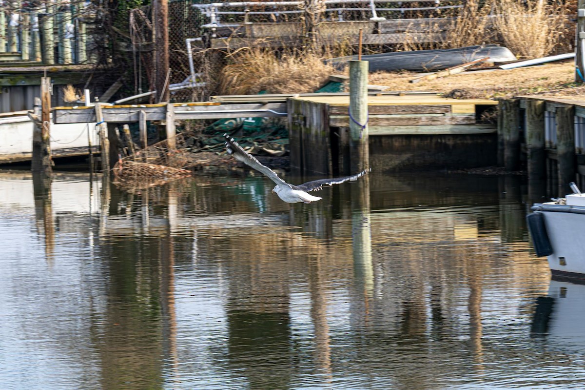 Great Black-backed Gull - ML646637775