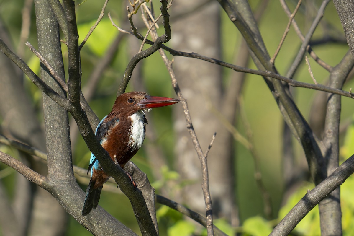 White-throated Kingfisher - ML646637776