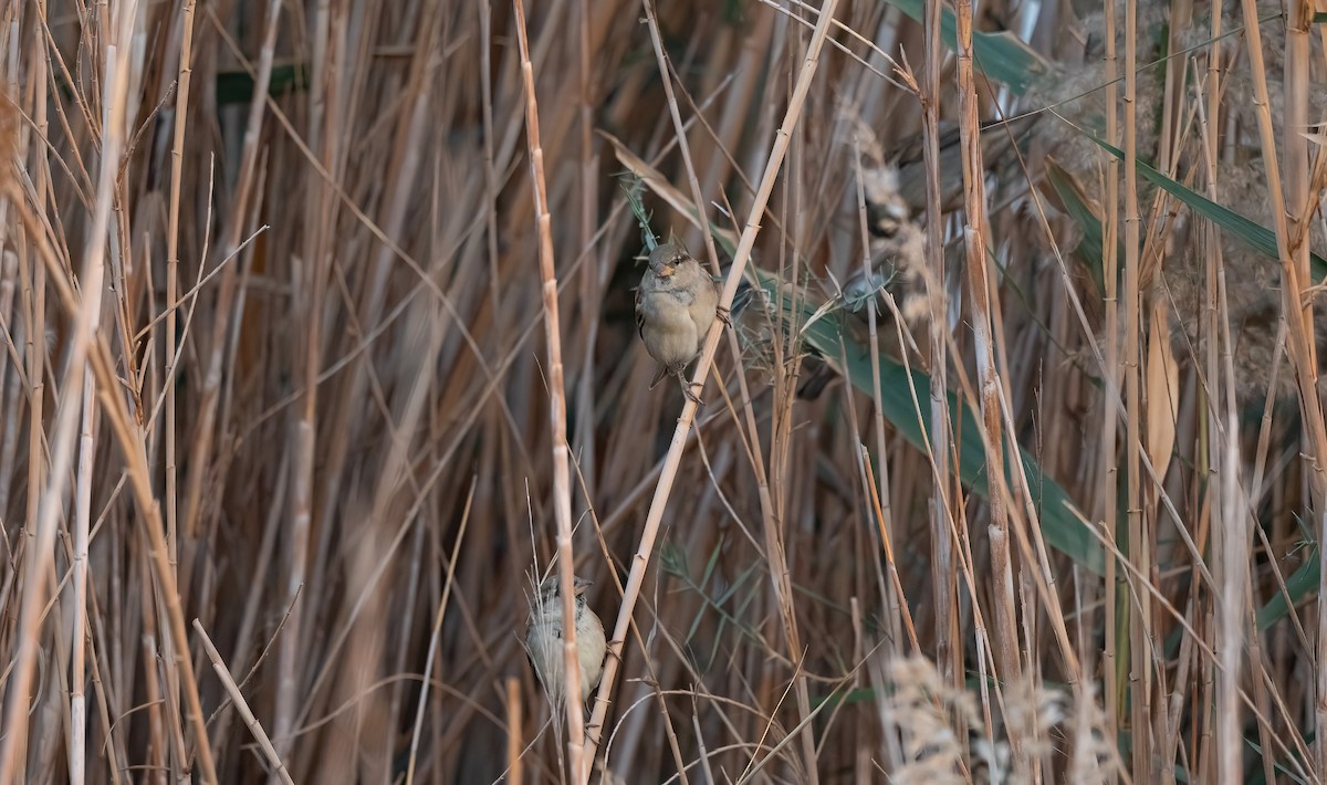 Gorrión Común - ML646637777