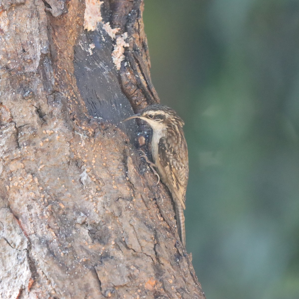 Bar-tailed Treecreeper - ML646637778