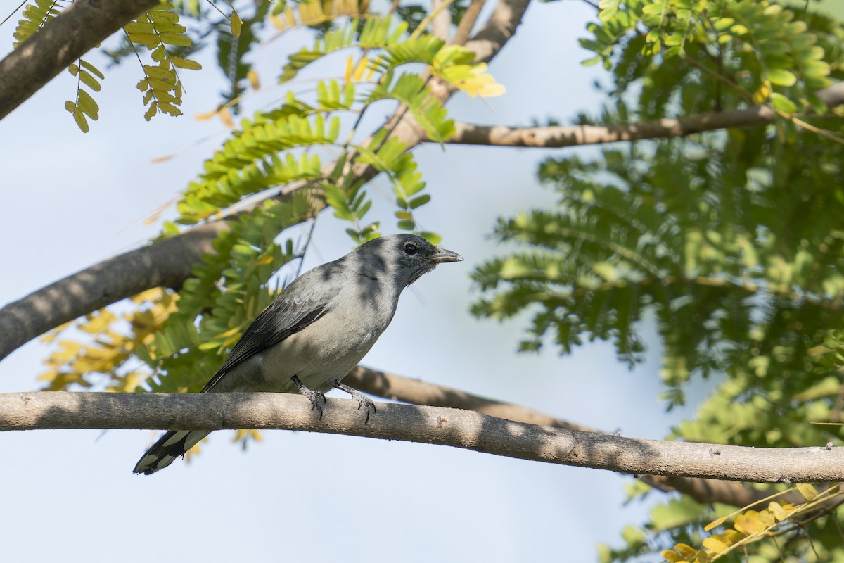Black-winged Cuckooshrike - ML646637779