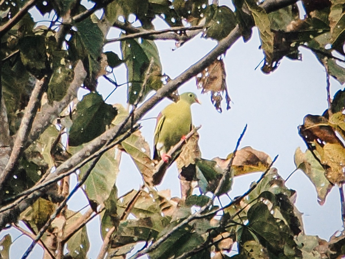 Thick-billed Green-Pigeon - ML646637780
