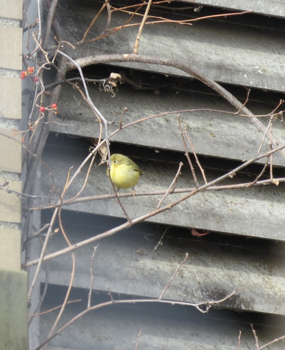 Northern Yellow Warbler - ML646637781