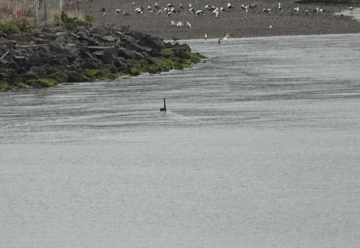 Black Swan - ML646637784