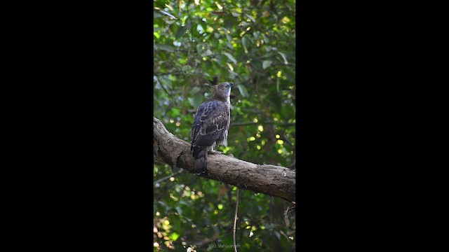 Changeable Hawk-Eagle - ML646637785