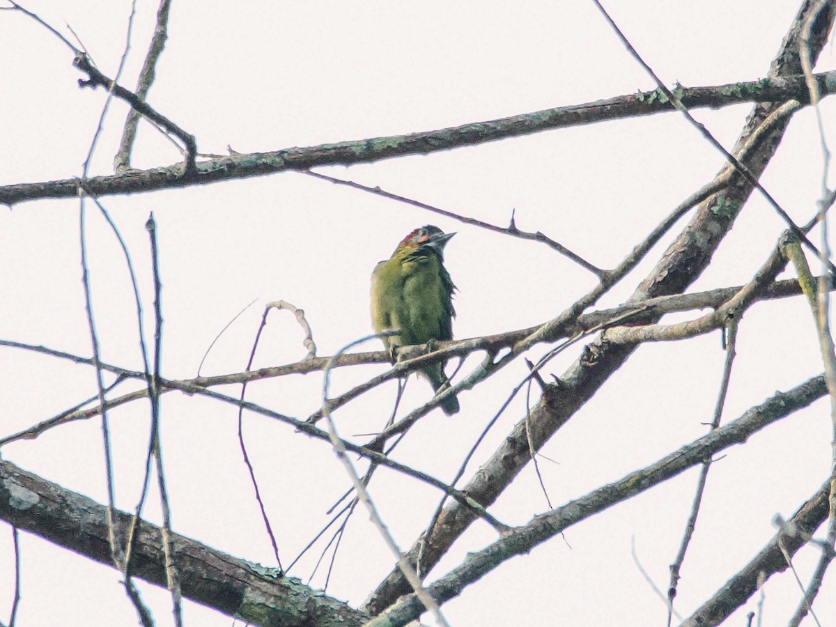 Blue-eared Barbet - ML646637786