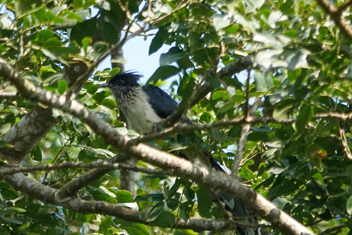 Críalo Listado - ML646637787