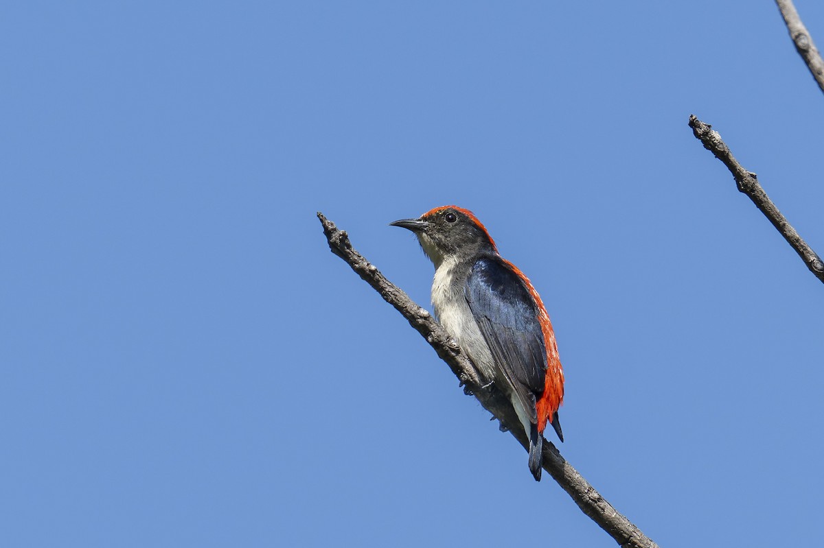 Scarlet-backed Flowerpecker - ML646637788