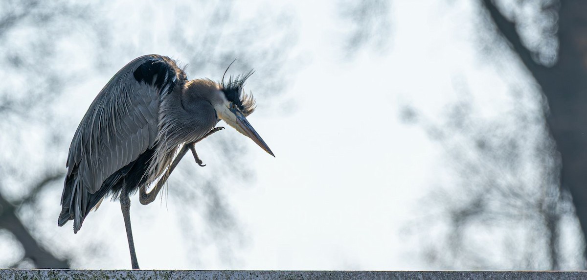 Grand Héron - ML646637789