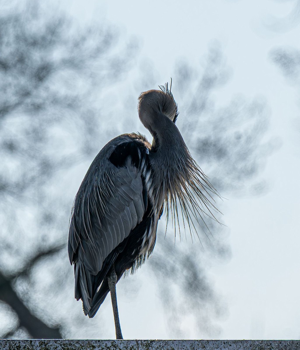 Grand Héron - ML646637790