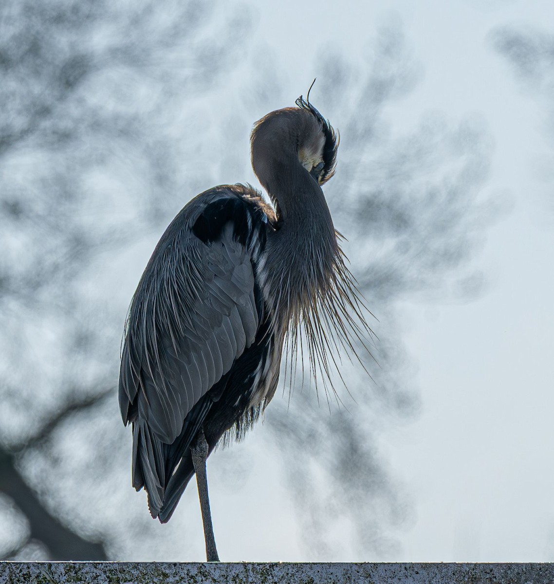 Grand Héron - ML646637791