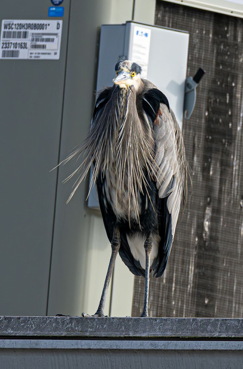 Grand Héron - ML646637792