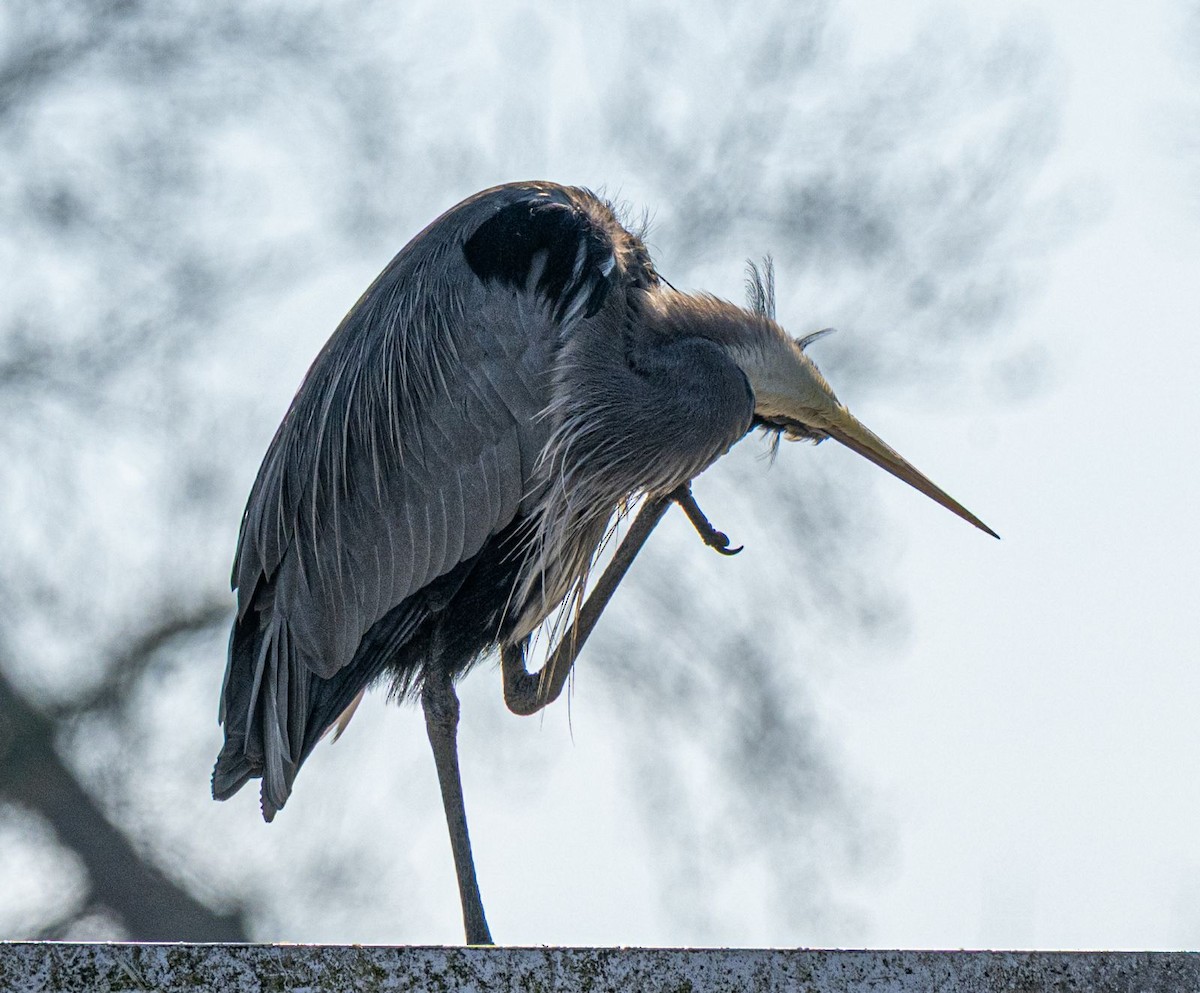 Grand Héron - ML646637793