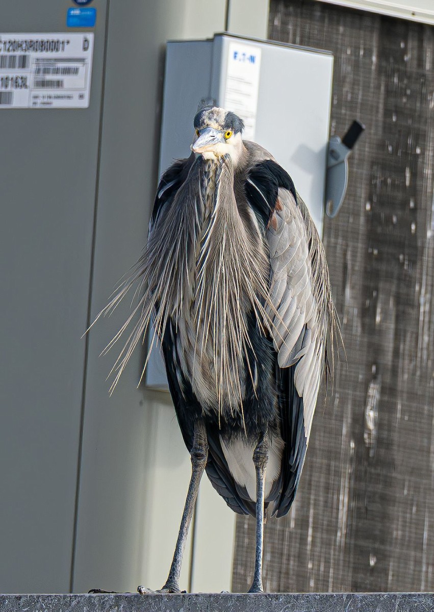 Grand Héron - ML646637794