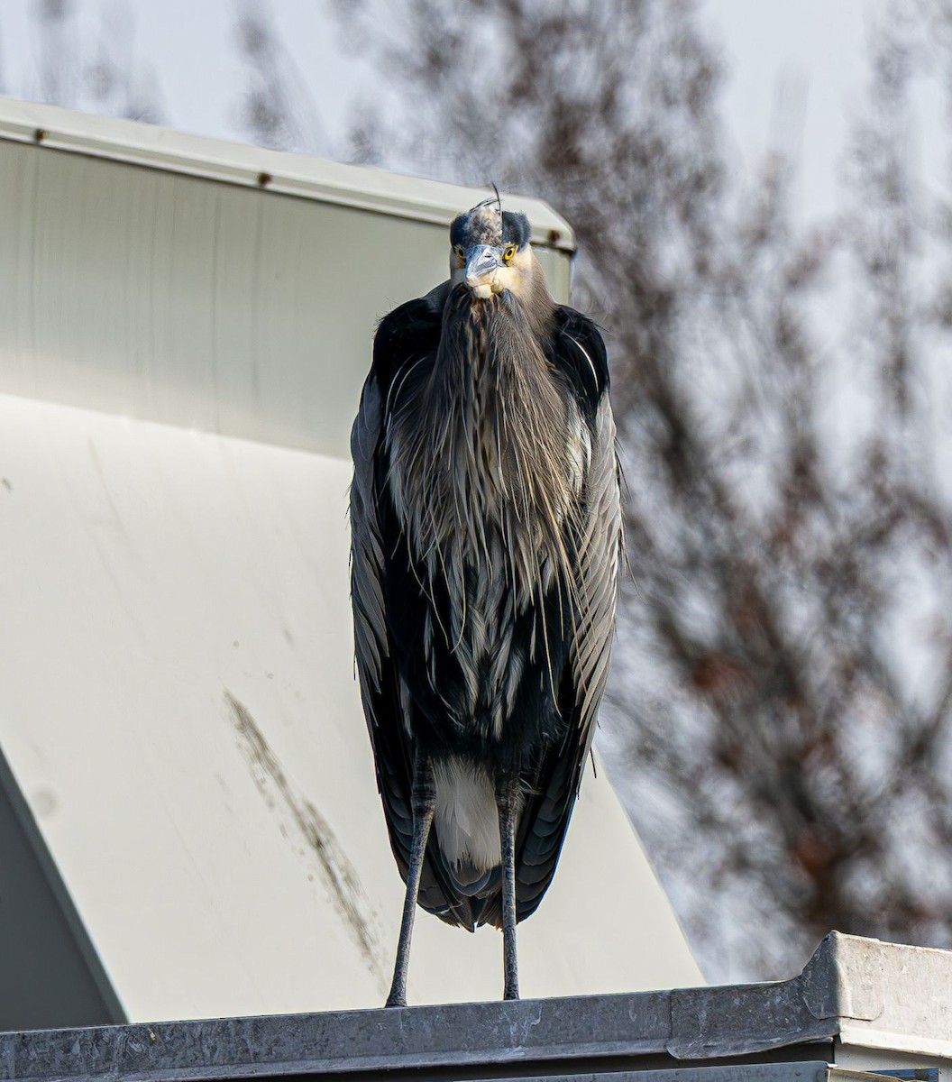 Grand Héron - ML646637795