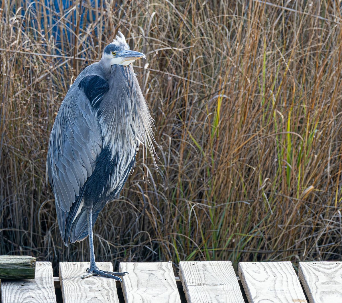 Grand Héron - ML646637796
