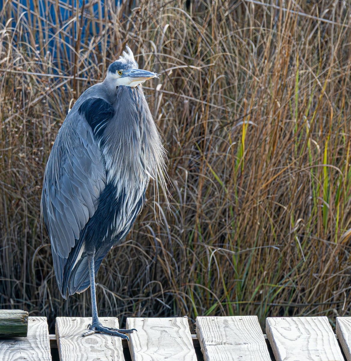 Grand Héron - ML646637797