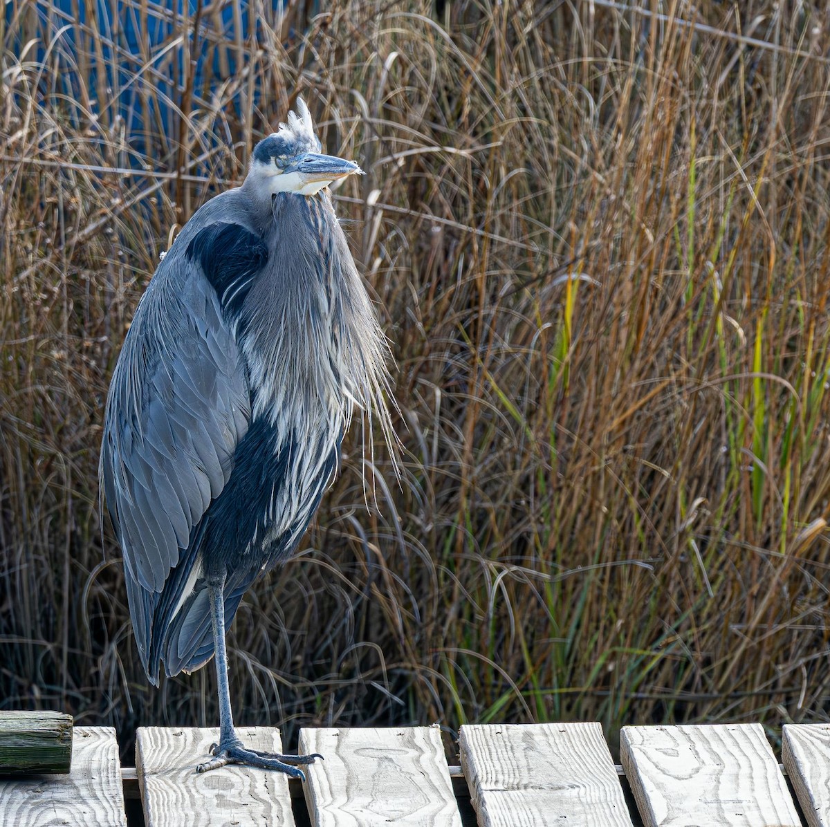 Grand Héron - ML646637798