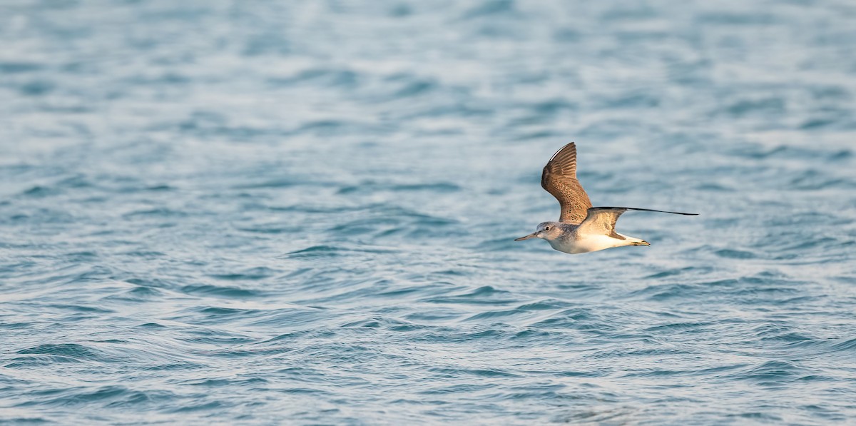 Grünschenkel - ML646637800