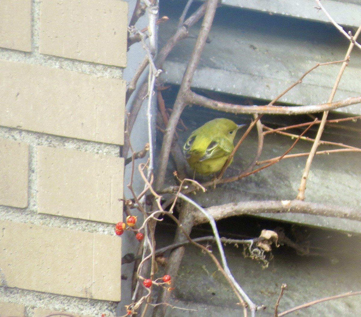 Northern Yellow Warbler - ML646637802