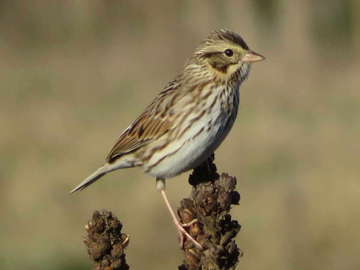 Savannah Sparrow - ML646637804