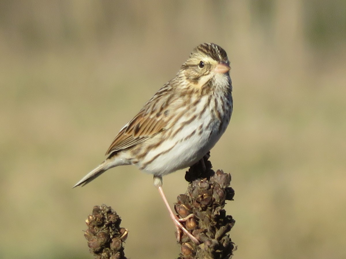 Savannah Sparrow - ML646637805