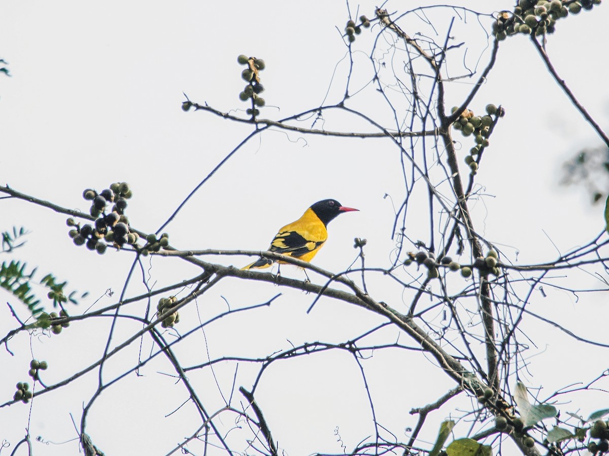Black-hooded Oriole - ML646637806
