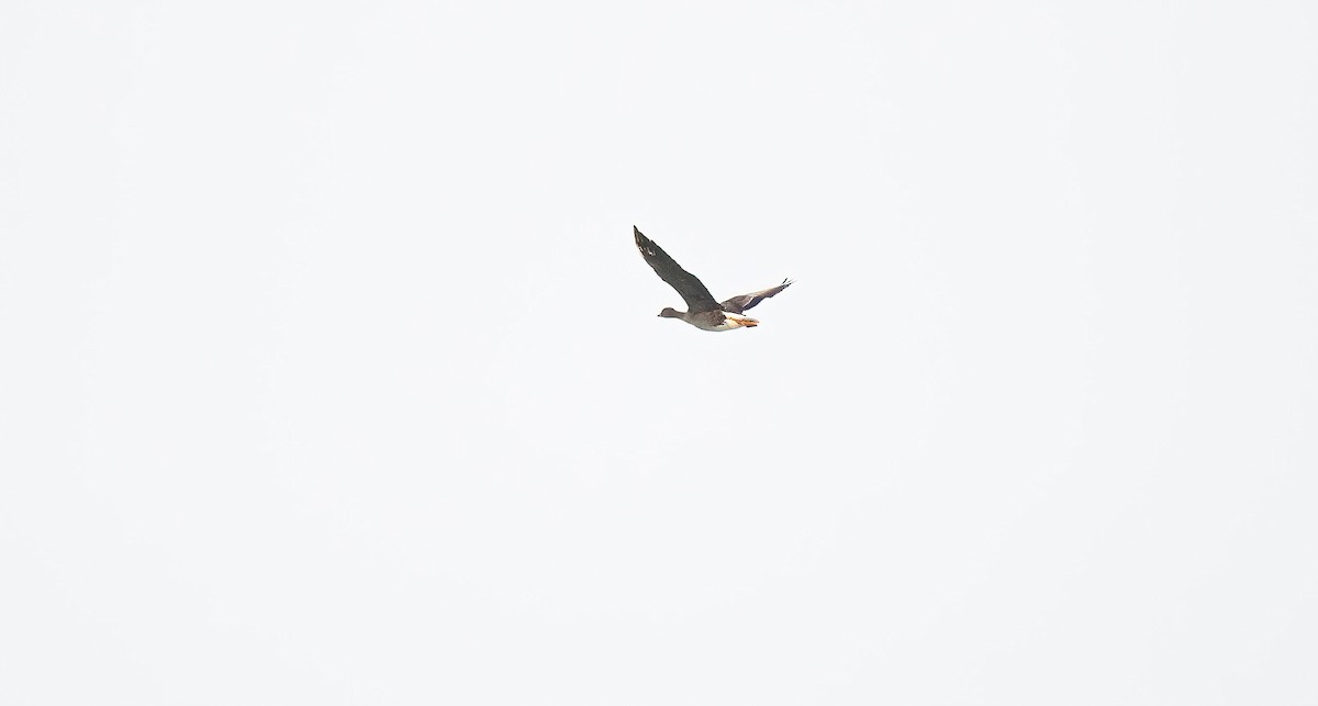 Гуска мала - ML646637807