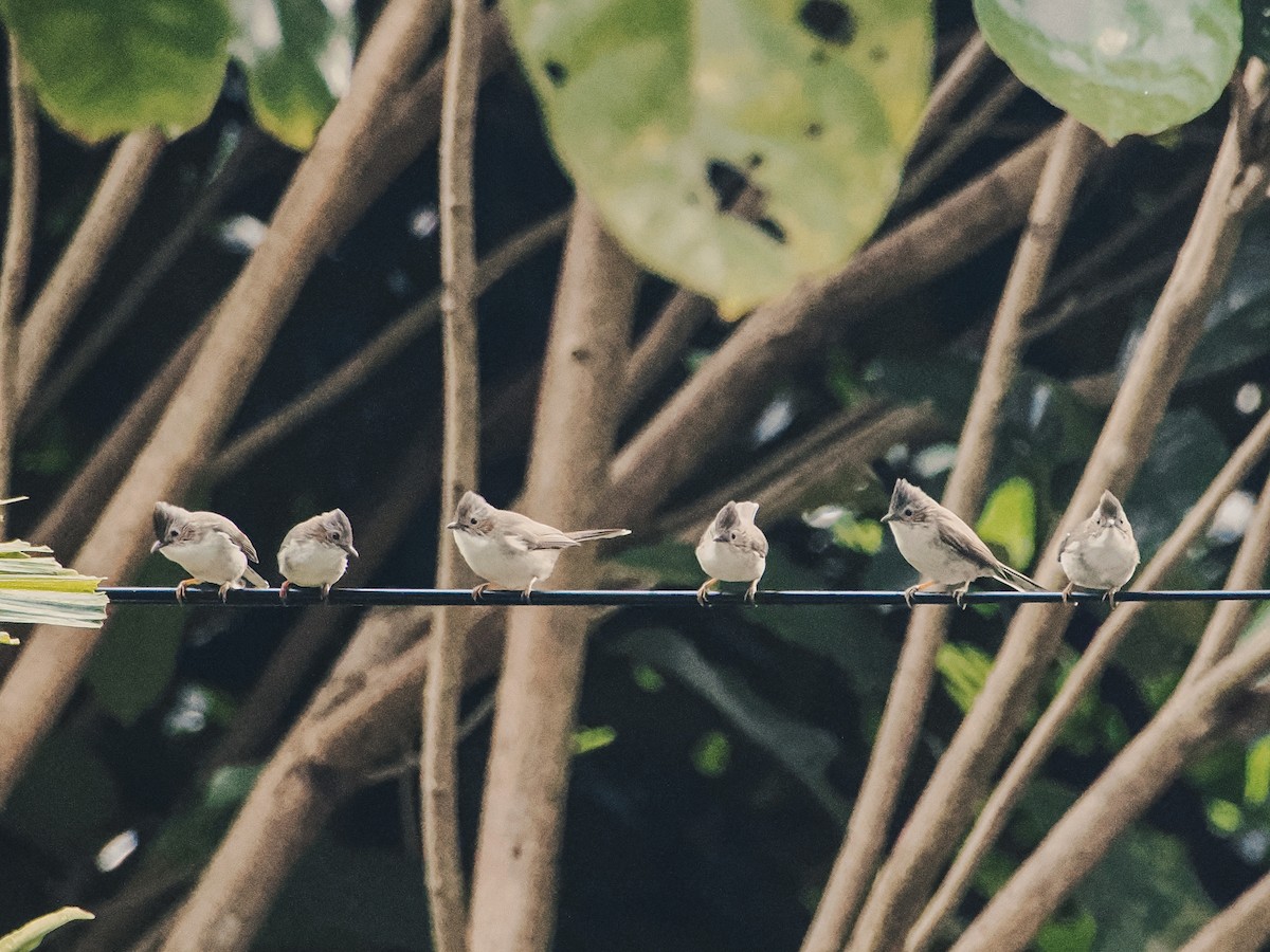 Striated Yuhina - ML646637812