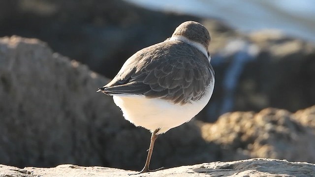 Kentish Plover - ML646637819