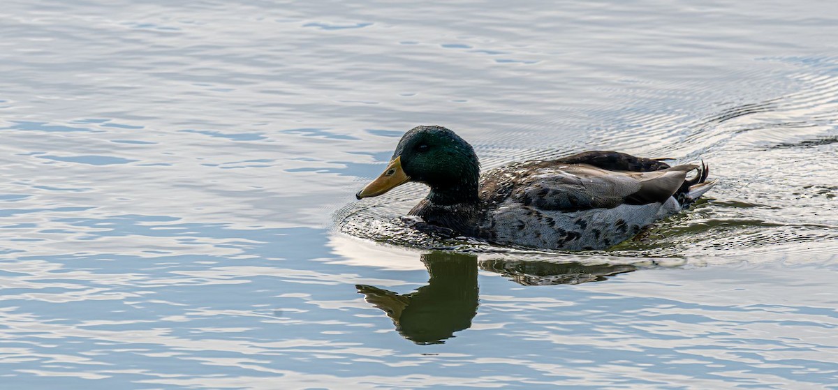 Зэрлэг нугас - ML646637820